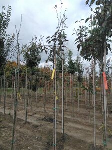 Pyrus c. 'Durondeau' 6-8 Hoogstam wortelgoed - afbeelding 4