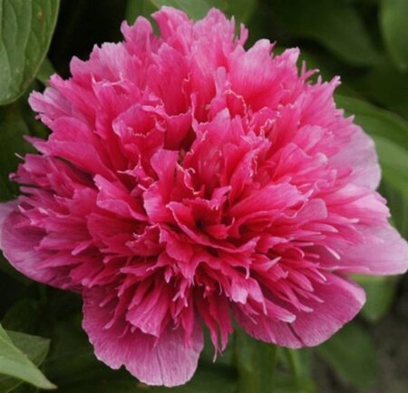 Pyrus c. 'Durondeau' 6-8 Hoogstam wortelgoed - afbeelding 4