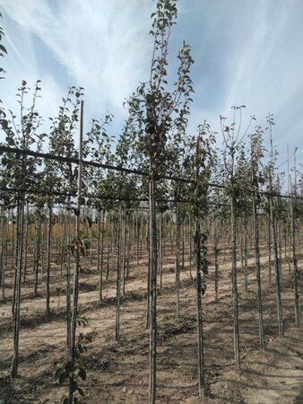Pyrus c. 'Durondeau' 8-10 Hoogstam wortelgoed - afbeelding 3