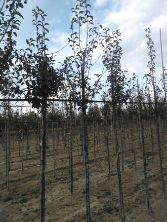 Pyrus c. 'Durondeau' 8-10 Hoogstam wortelgoed - afbeelding 2