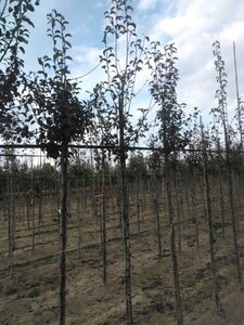 Pyrus c. 'Durondeau' 8-10 Hoogstam wortelgoed - afbeelding 2