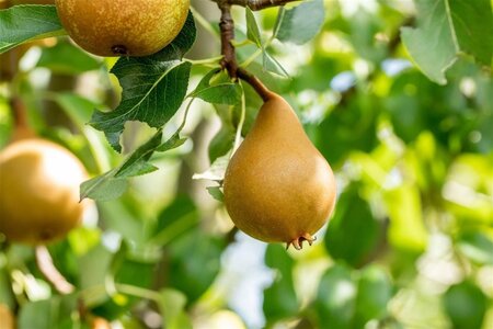 Pyrus c. Gute Graue 6-8 Hoogstam wortelgoed - afbeelding 1