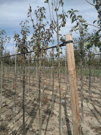 Pyrus c. Gute Graue 6-8 Hoogstam wortelgoed - afbeelding 4