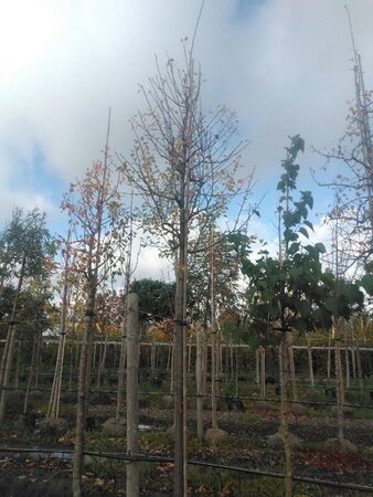 Pyrus communis=pyraster 18-20 Hoogstam draadkluit 3 X verplant