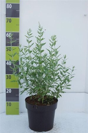 Pyrus communis=pyraster 6-8 Hoogstam wortelgoed - afbeelding 7