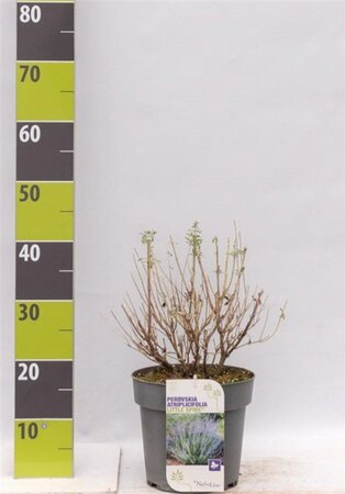 Pyrus communis=pyraster 6-8 Hoogstam wortelgoed - afbeelding 8