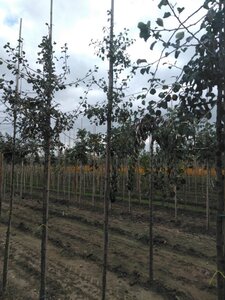 Pyrus communis=pyraster 6-8 Hoogstam wortelgoed - afbeelding 4