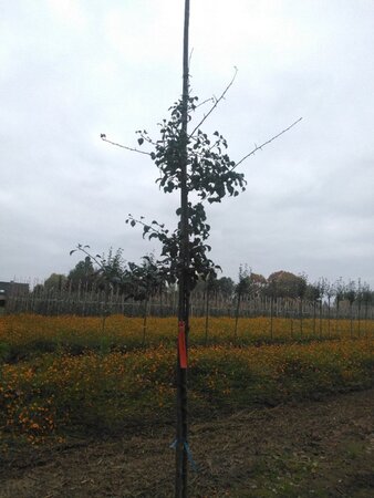 Pyrus communis=pyraster 6-8 Hoogstam wortelgoed - afbeelding 3