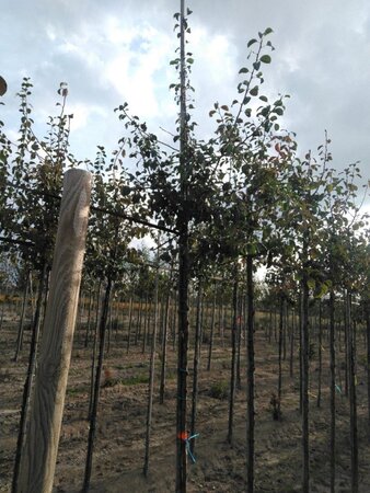Pyrus communis=pyraster 6-8 Hoogstam wortelgoed - afbeelding 2