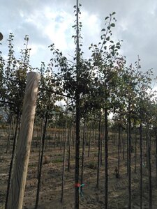 Pyrus communis=pyraster 6-8 Hoogstam wortelgoed - afbeelding 2