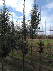 Pyrus communis=pyraster 6-8 Hoogstam wortelgoed - afbeelding 6
