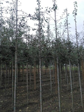 Pyrus communis=pyraster 6-8 Hoogstam wortelgoed - afbeelding 1