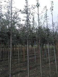 Pyrus communis=pyraster 6-8 Hoogstam wortelgoed - afbeelding 1