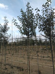 Pyrus c. 'Précoce de Henin' 10-12 Hoogstam wortelgoed