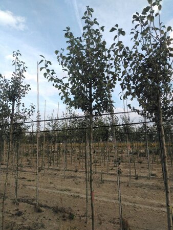 Pyrus c. 'Précoce de Henin' 10-12 STA BR