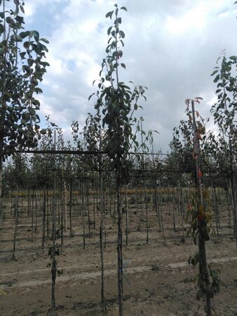 Pyrus c. 'Précoce de Henin' 6-8 Hoogstam wortelgoed