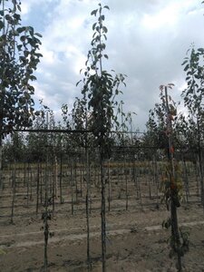 Pyrus c. 'Précoce de Henin' 6-8 Hoogstam wortelgoed