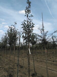 Pyrus c. 'Précoce de Henin' 8-10 Hoogstam wortelgoed