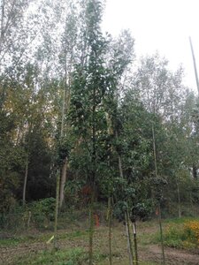 Pyrus calleryana 'Redspire' 10-12 Hoogstam wortelgoed - afbeelding 6