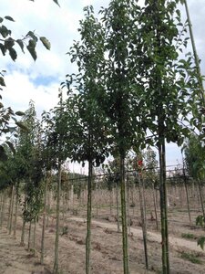 Pyrus calleryana 'Redspire' 10-12 Hoogstam wortelgoed - afbeelding 5
