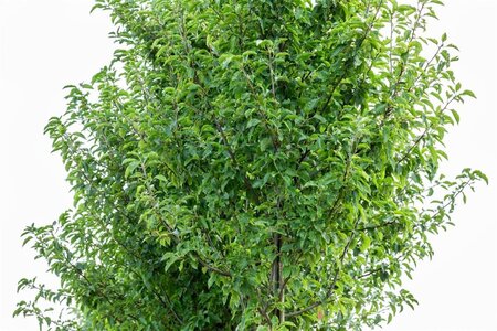 Pyrus calleryana 'Redspire' 10-12 Hoogstam wortelgoed - afbeelding 1