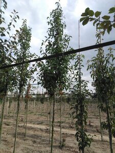 Pyrus calleryana 'Redspire' 12-14 Hoogstam wortelgoed 2 X verplant - afbeelding 5