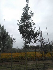 Pyrus calleryana 'Redspire' 18-20 Hoogstam draadkluit 3 X verplant - afbeelding 5