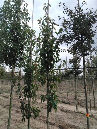 Pyrus calleryana 'Redspire' 6-8 Hoogstam wortelgoed - afbeelding 5