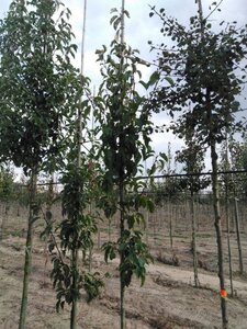 Pyrus calleryana 'Redspire' 6-8 Hoogstam wortelgoed - afbeelding 5