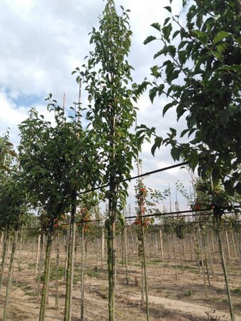 Pyrus calleryana 'Redspire' 8-10 Hoogstam wortelgoed - afbeelding 5