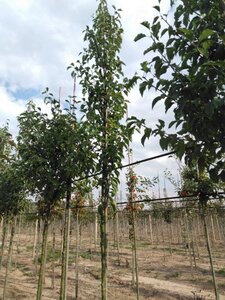 Pyrus calleryana 'Redspire' 8-10 Hoogstam wortelgoed - afbeelding 5