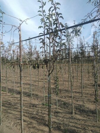 Pyrus c. 'Rode Williams' 6-8 Halfstam wortelgoed - afbeelding 3