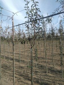 Pyrus c. 'Rode Williams' 6-8 Halfstam wortelgoed - afbeelding 3