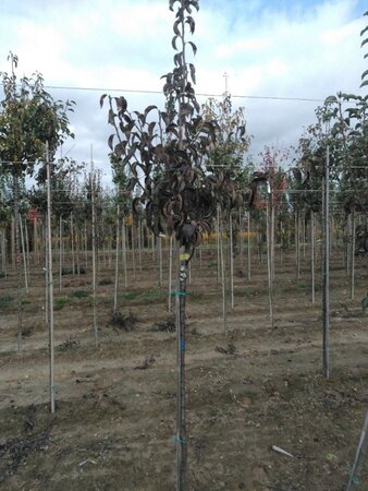 Pyrus c. 'Rode Williams' 6-8 Halfstam wortelgoed - afbeelding 2