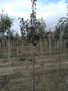 Pyrus c. 'Rode Williams' 6-8 Halfstam wortelgoed - afbeelding 2