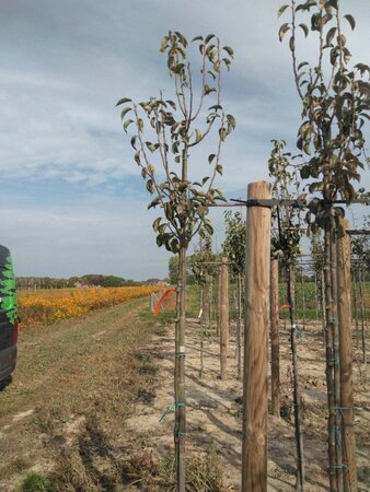 Pyrus c. 'Rode Williams' 6-8 Hoogstam wortelgoed