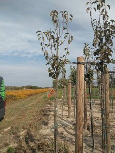 Pyrus c. 'Rode Williams' 6-8 Hoogstam wortelgoed
