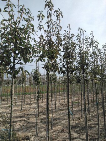 Pyrus c. 'Rode Williams' 8-10 Hoogstam wortelgoed - afbeelding 2