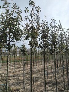 Pyrus c. 'Rode Williams' 8-10 Hoogstam wortelgoed - afbeelding 2