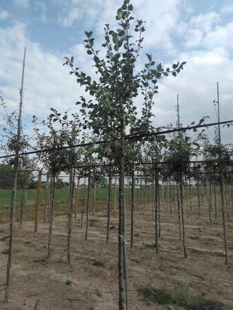 Pyrus c. 'Saint Rémy' 12-14 Hoogstam wortelgoed 2 X verplant - afbeelding 1