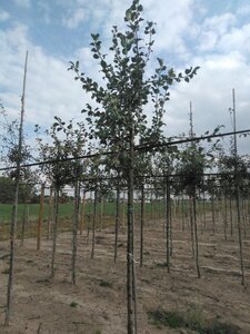 Pyrus c. 'Saint Rémy' 12-14 Hoogstam wortelgoed 2 X verplant - afbeelding 1