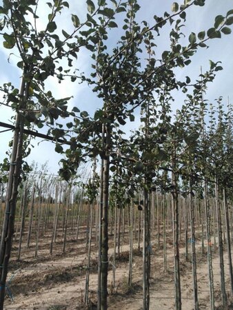 Pyrus c. 'Saint Rémy' 12-14 Hoogstam wortelgoed 2 X verplant - afbeelding 2