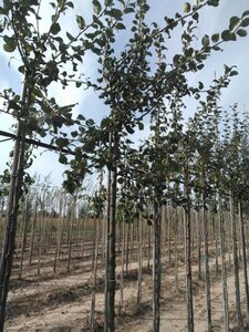 Pyrus c. 'Saint Rémy' 12-14 Hoogstam wortelgoed 2 X verplant - afbeelding 2