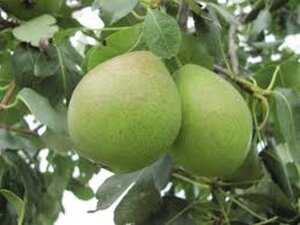 Pyrus c. 'Saint Rémy' 6-8 Hoogstam wortelgoed - afbeelding 2