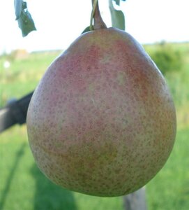 Pyrus c. 'Saint Rémy' 6-8 Hoogstam wortelgoed - afbeelding 3