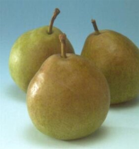 Pyrus c. 'Saint Rémy' 6-8 Hoogstam wortelgoed - afbeelding 4