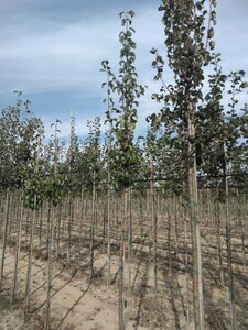 Pyrus c. 'Beurré Hardy' = Gellerts Butterbirne 6-8 Hoogstam wortelgoed - afbeelding 5
