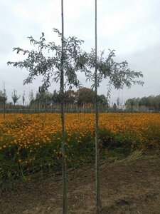 Pyrus salicifolia 'Pendula' 6-8 Hoogstam wortelgoed - afbeelding 2