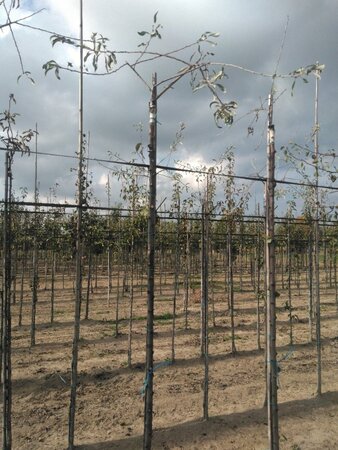 Pyrus salicifolia 'Pendula' 6-8 STA BR - image 1
