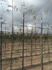 Pyrus salicifolia 'Pendula' 6-8 STA BR